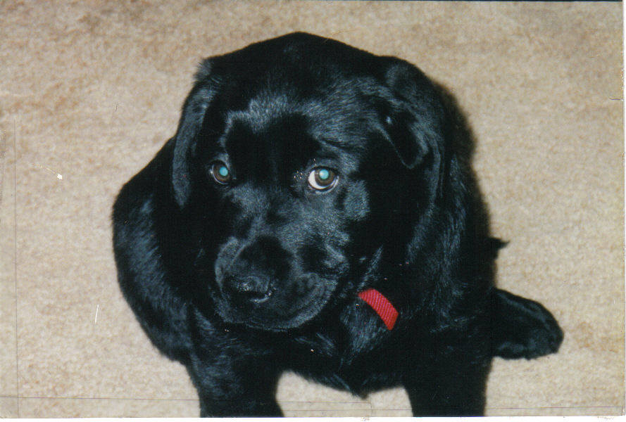 dog3.jpg