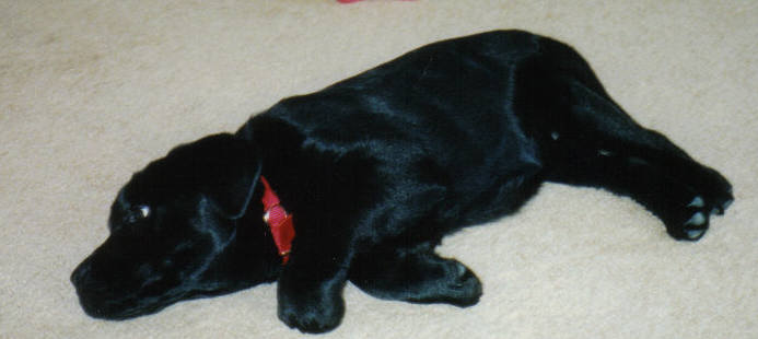 dog4.jpg